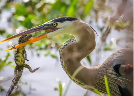 Eating of Bird