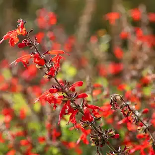 Pineapple Sage