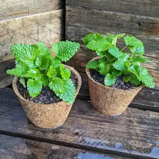 Lemon Balm