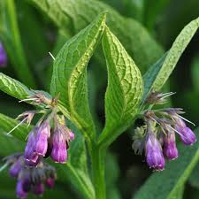 Comfrey - These 10 Plants That Can Attract Snake