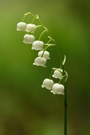 Lily of the Valley - These 10 Plants That Can Attract Snake