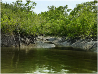 Sundarbans: Condition of dams