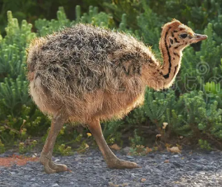 Ostrich