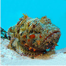 Stonefish : Most Poisonous Fish