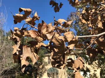 Wilting of Trees : Various Seasons