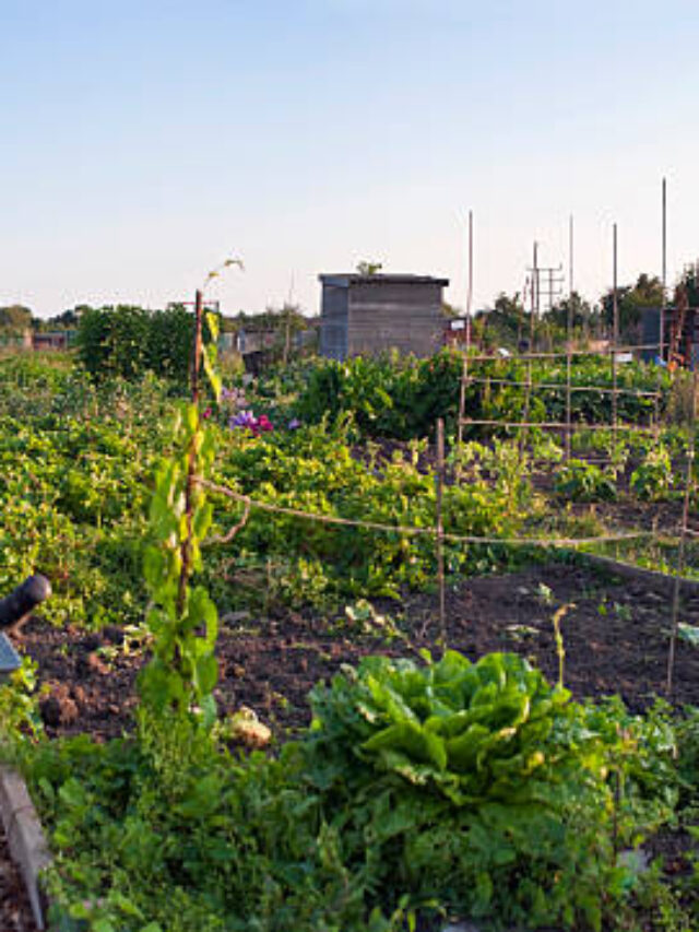 Urban Farming: How Cities Are Embracing Agriculture for a Greener Future