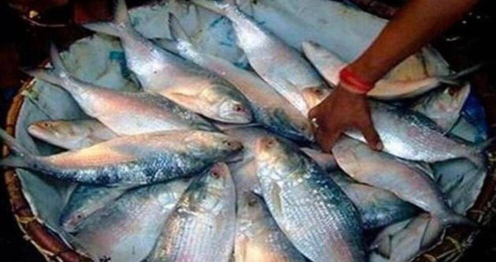 hilsa