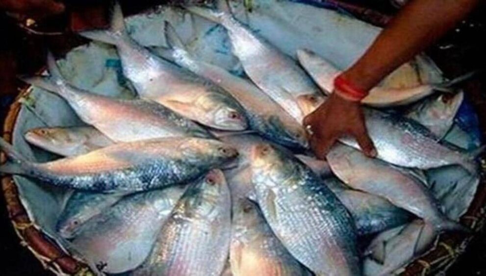 hilsa